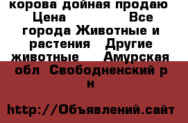 корова дойная продаю › Цена ­ 100 000 - Все города Животные и растения » Другие животные   . Амурская обл.,Свободненский р-н